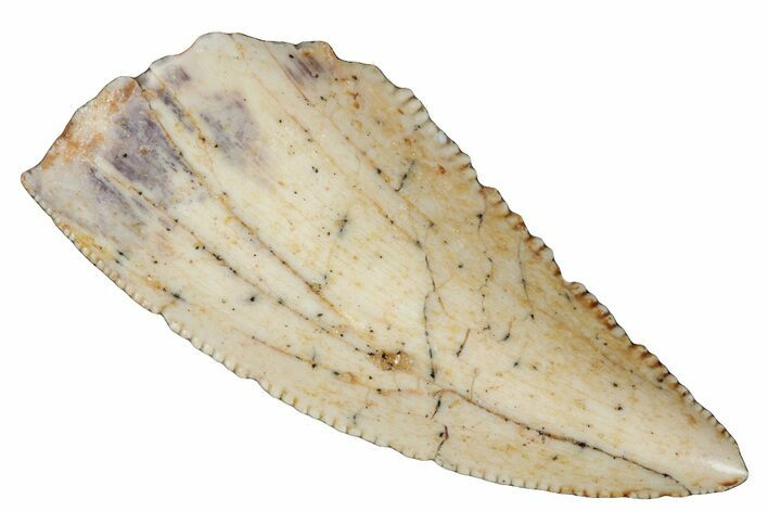 Serrated, Raptor Tooth - Real Dinosaur Tooth #260996